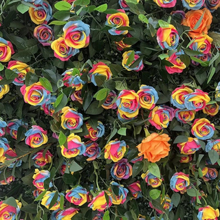 Ultimate Rainbow Rose Premium Flower Wall - 007