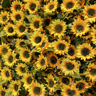 Premium Yellow Sunflower Flower Wall - 089