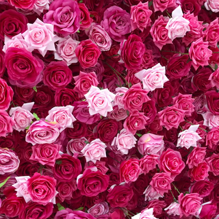 Light Pink & Hot Pink Wild Rose Premium Flower Wall - 019