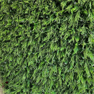 Premium Wild Greenery Wall - 522