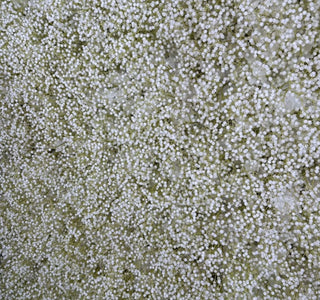 Original Baby's Breath Flower Wall - 066