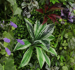 Tropical Lavender Greenery Floral Wall - 169